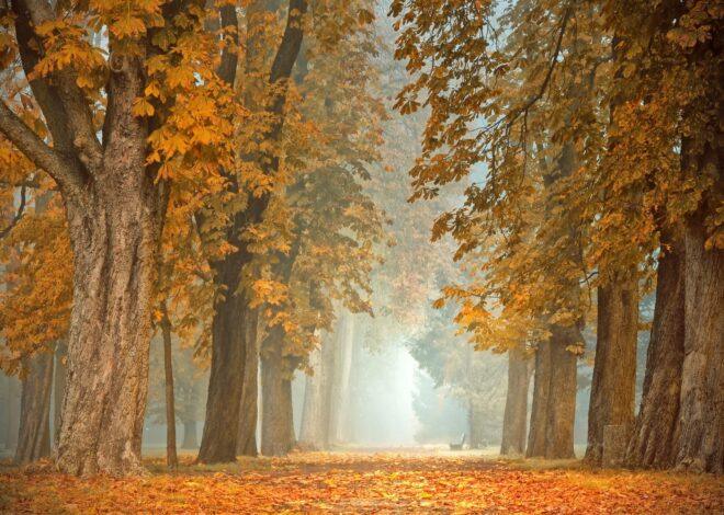 Warum wir uns im Herbst nach Rückzug und Gemütlichkeit sehnen