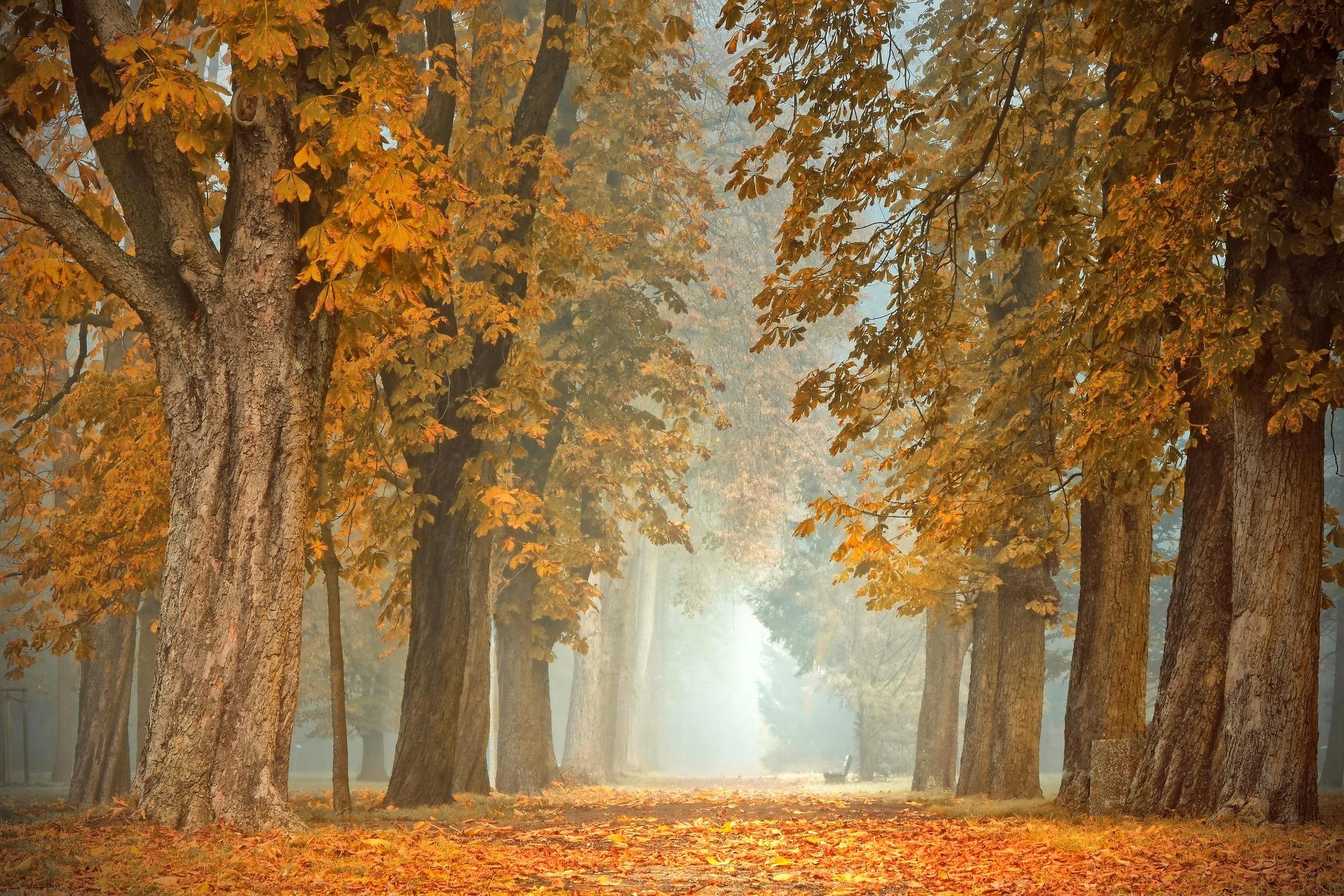 Warum wir uns im Herbst nach Rückzug und Gemütlichkeit sehnen